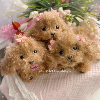 Щенки той пуделя 🧸😊