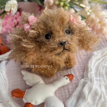 Щенок той пудель Лиора 🌸