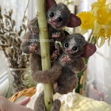 Сенегальский галаго