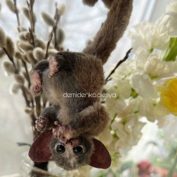 Сенегальский галаго Изя