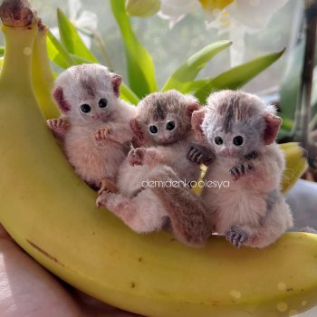 Миниатюрные обезьянки тамарины 🍌🐒