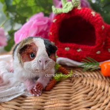 Морская свинка Микки 🐹