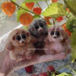 Миниатюрные Лори 😍💖