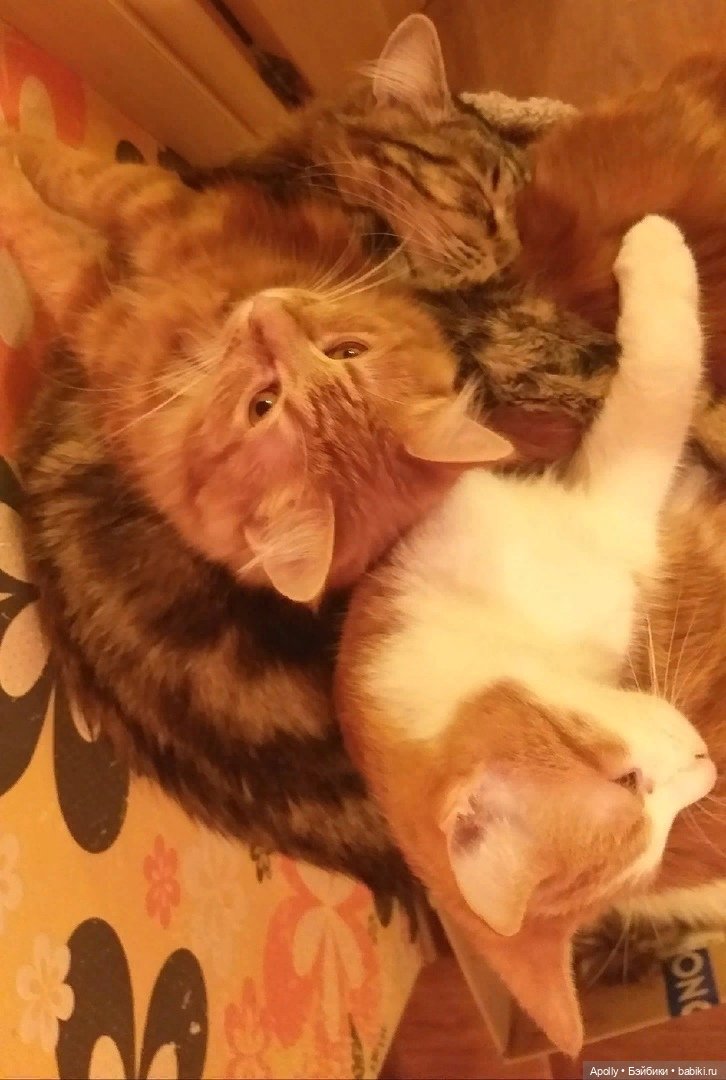 Соус и компания