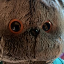 Басик на прогулке