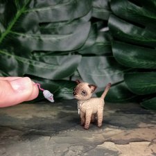 Котик -сиамский животик😺