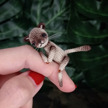 Сиамский котик Костик