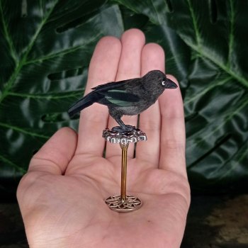 Птички и компания