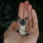 Сиамский котик