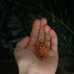 Английский кокер-спаниэль