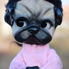 Любителям мопсиков посвящается🐾 ( Осторожно, много букв и фото)