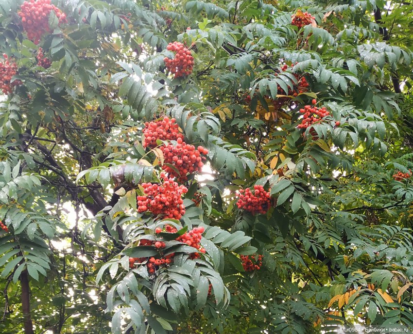 Для Музыкального фестиваля 2023 г -дуэт "JenGar"