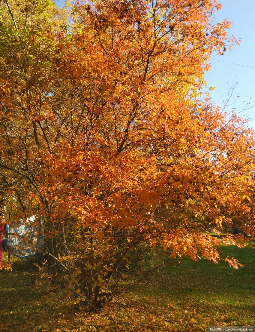 Для Музыкального фестиваля 2023 г -дуэт "JenGar"