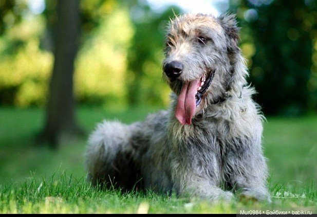 Музыкальный фестиваль 2025г - Элисон ("Волкодав")