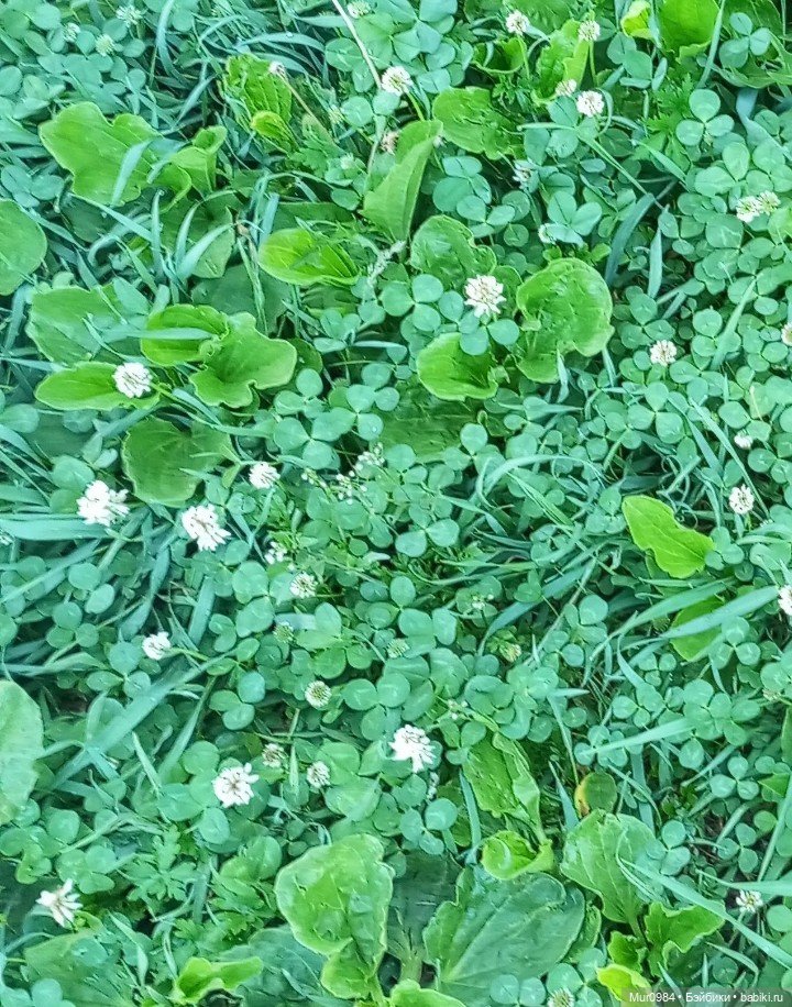 Музыкальный фестиваль 2025г - Элисон ("Волкодав")