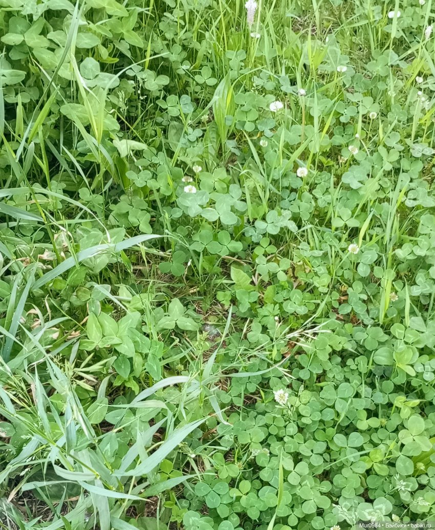 Музыкальный фестиваль 2025г - Элисон ("Волкодав") (фото 10)