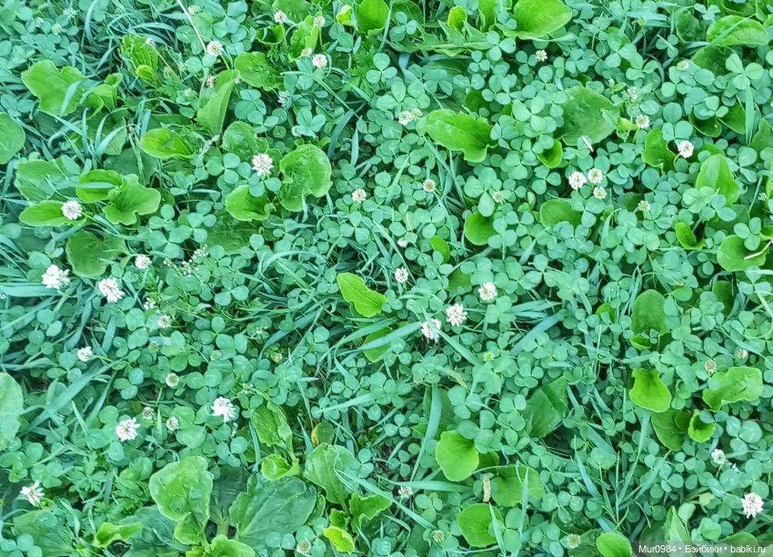 Музыкальный фестиваль 2025г - Элисон ("Волкодав")