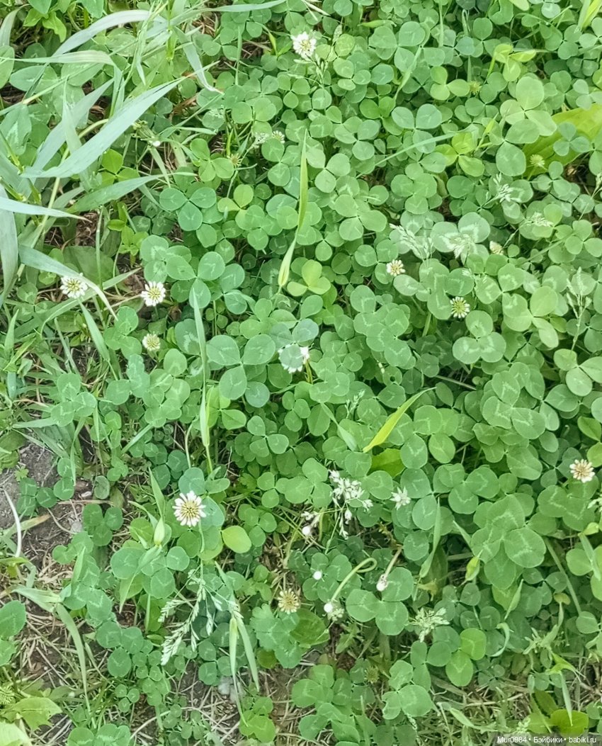 Музыкальный фестиваль 2025г - Элисон ("Волкодав")