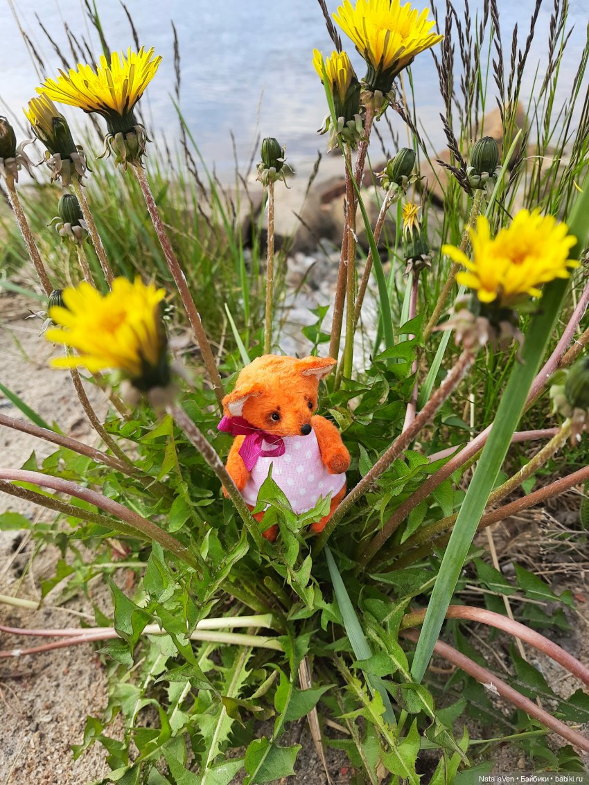 Оранжевое лето, лиса Алис и (фото 8)