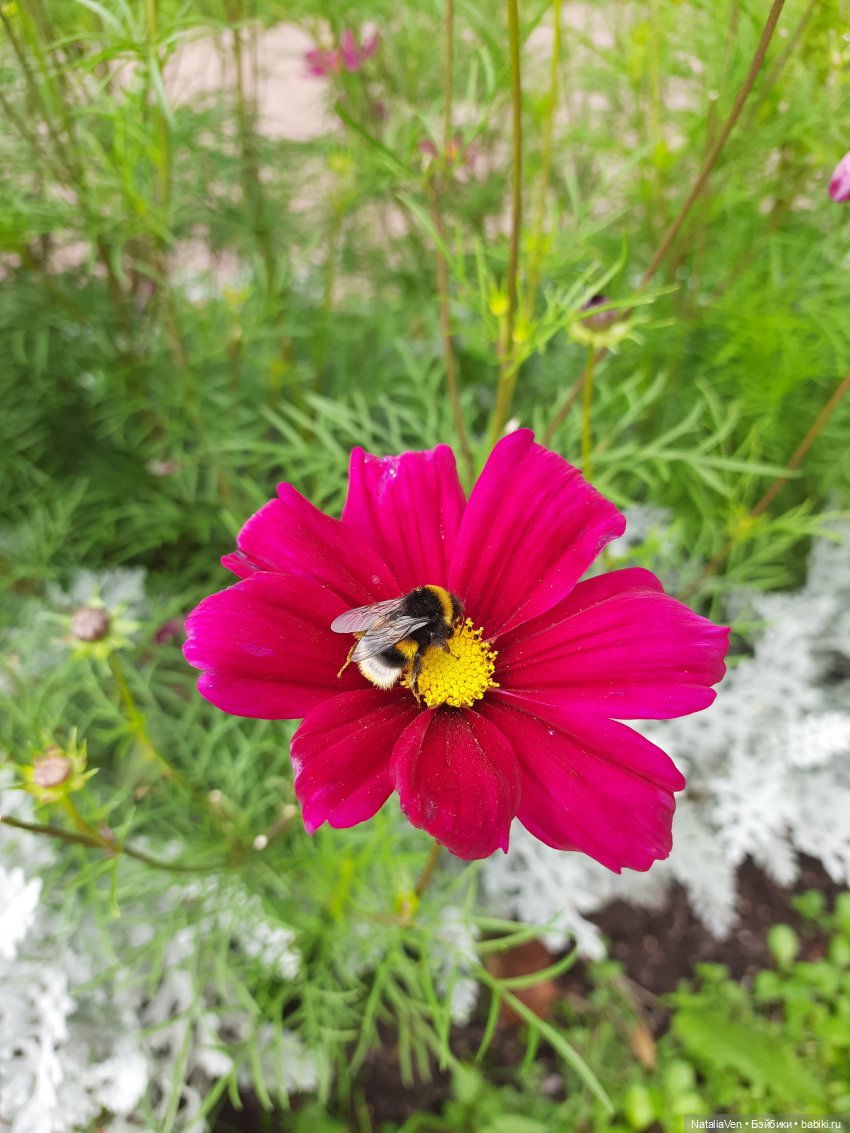 Кто ты, Фе Zwergnase? О красоте, любви и верности (фото 9)