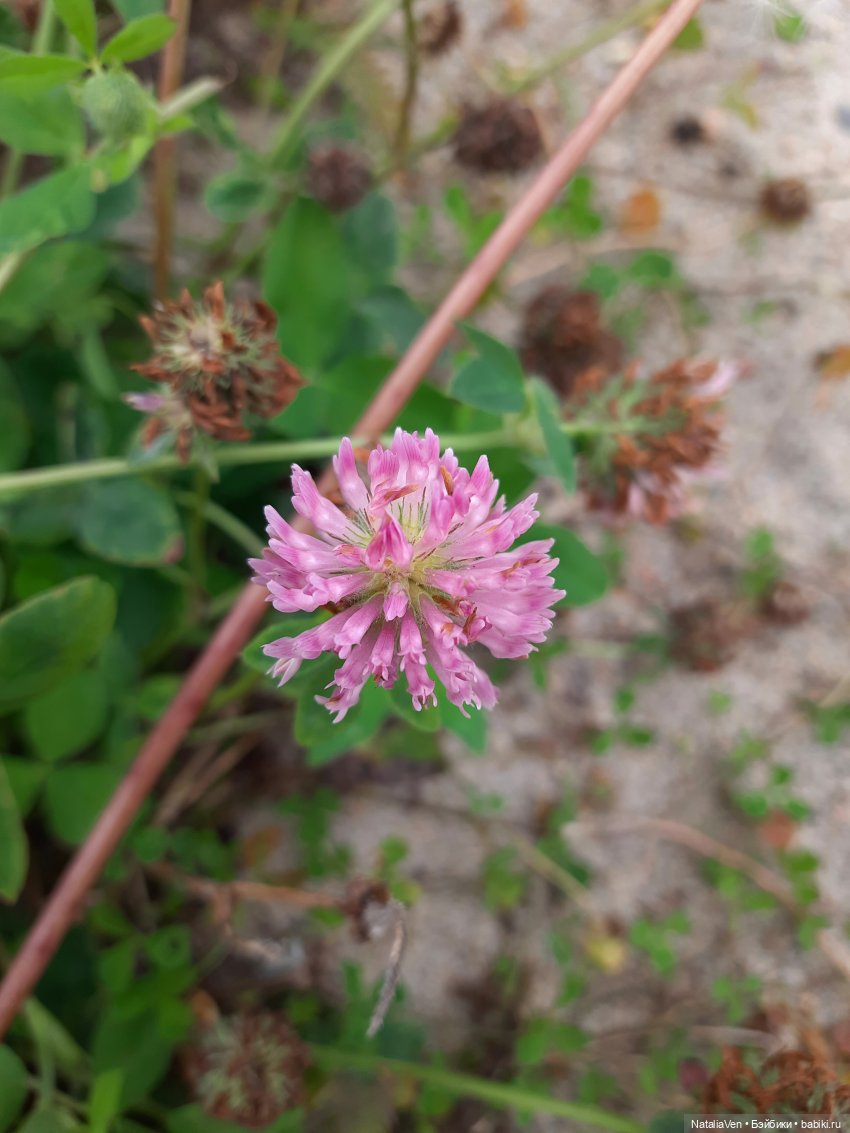 О Мини-Пухе, Пятачке, осенних берегах и полосочках для Мии, или Иванка получает посылку