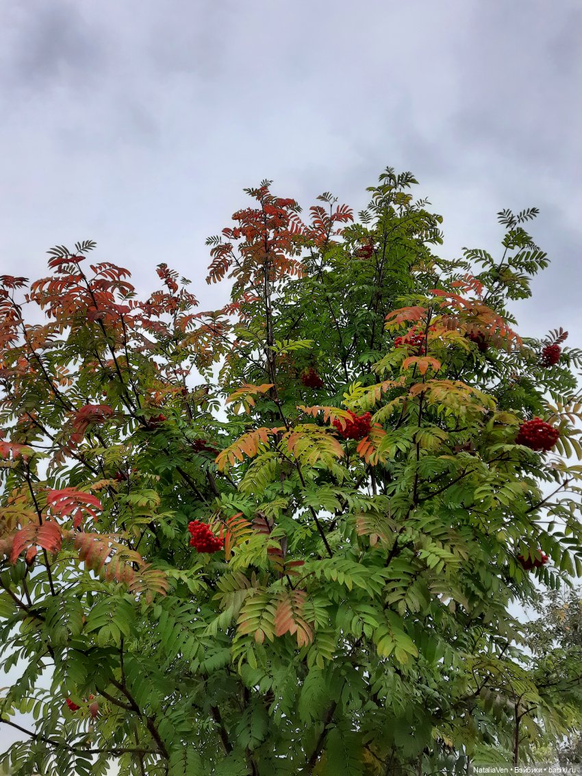О Мини-Пухе, Пятачке, осенних берегах и полосочках для Мии, или Иванка получает посылку (фото 9)