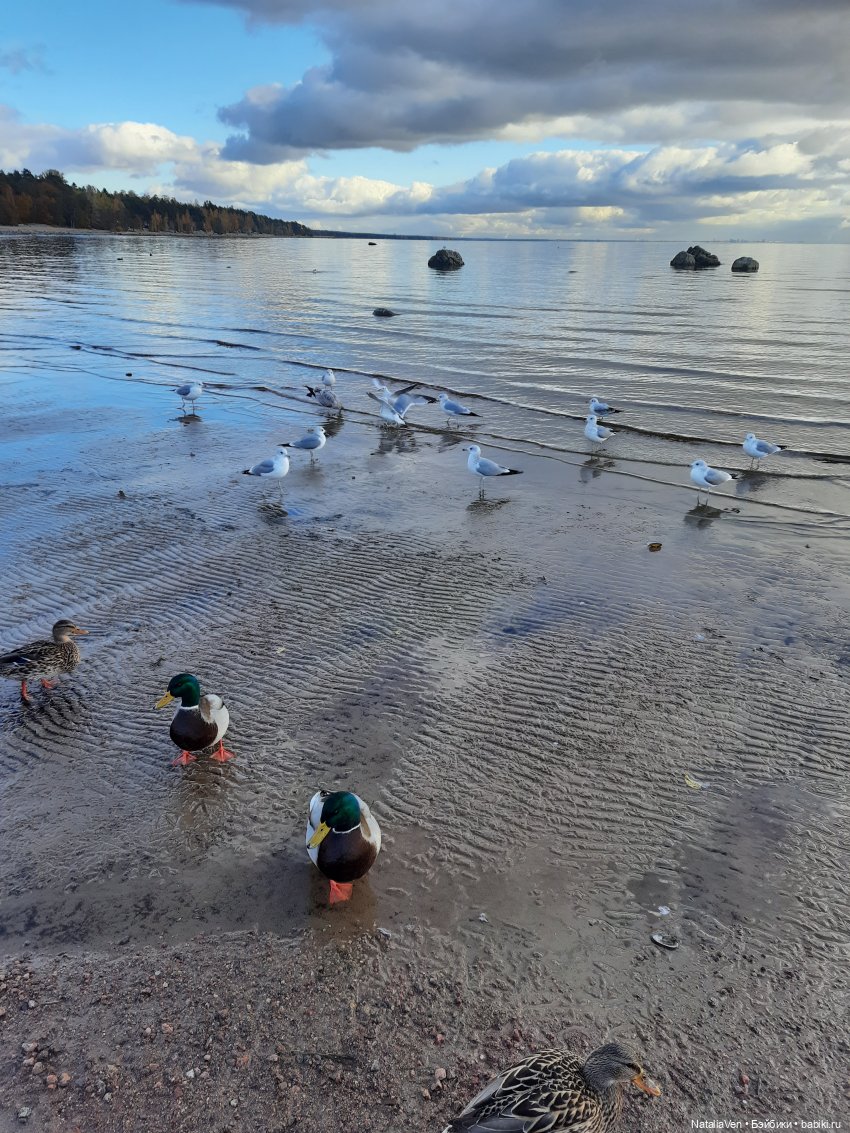 О мечтах: берег Василисы и прогулки с Sasha Doll — дорогами Солнца и Ветра