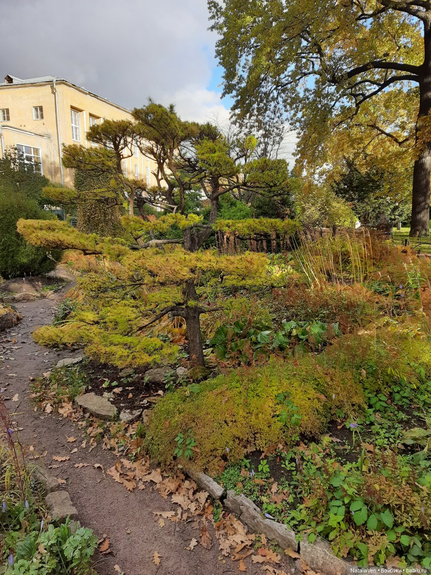 Сон об осени в прогулках с Sasha Doll - Василиса и Ботанический сад (фото 2)