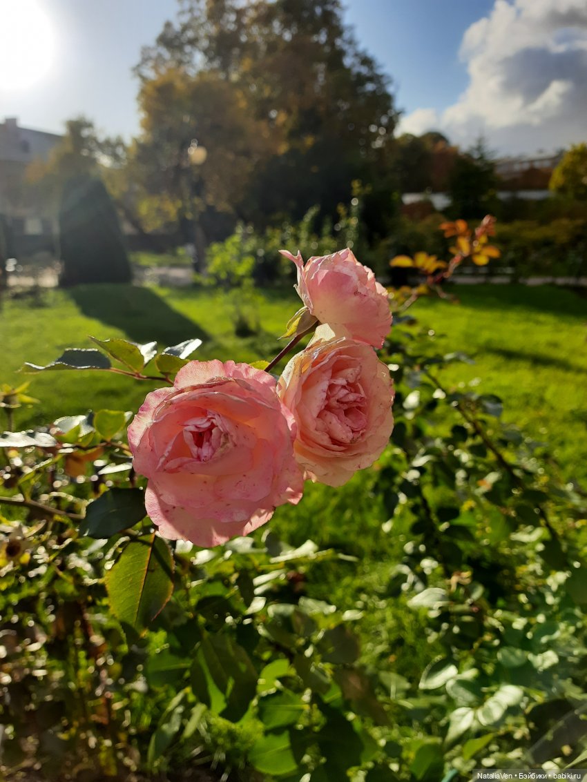 Сон об осени в прогулках с Sasha Doll - Василиса и Ботанический сад