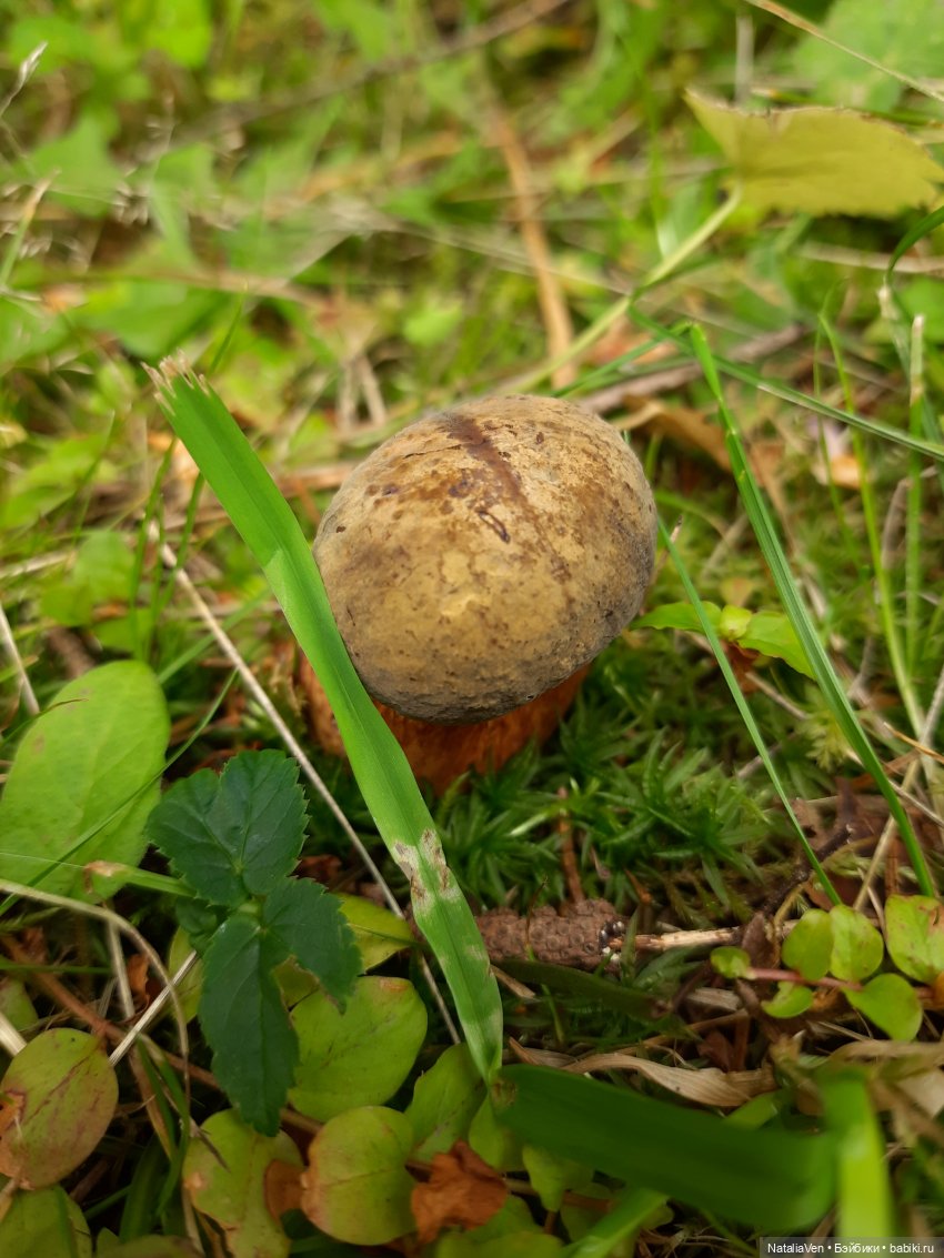 Лето с Минуш - Элен и тихая красота Ораниенбаума