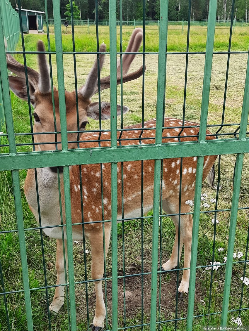 Лето с Минуш - Элен и тихая красота Ораниенбаума