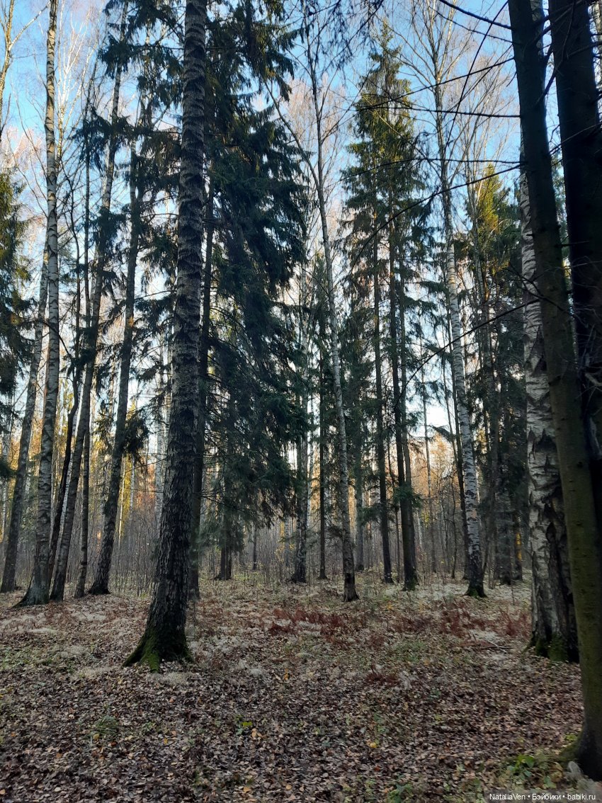 Шерлок Nines D'Onil, или Иванка идёт по следу Белки Баскервилей (и не только) (фото 7)