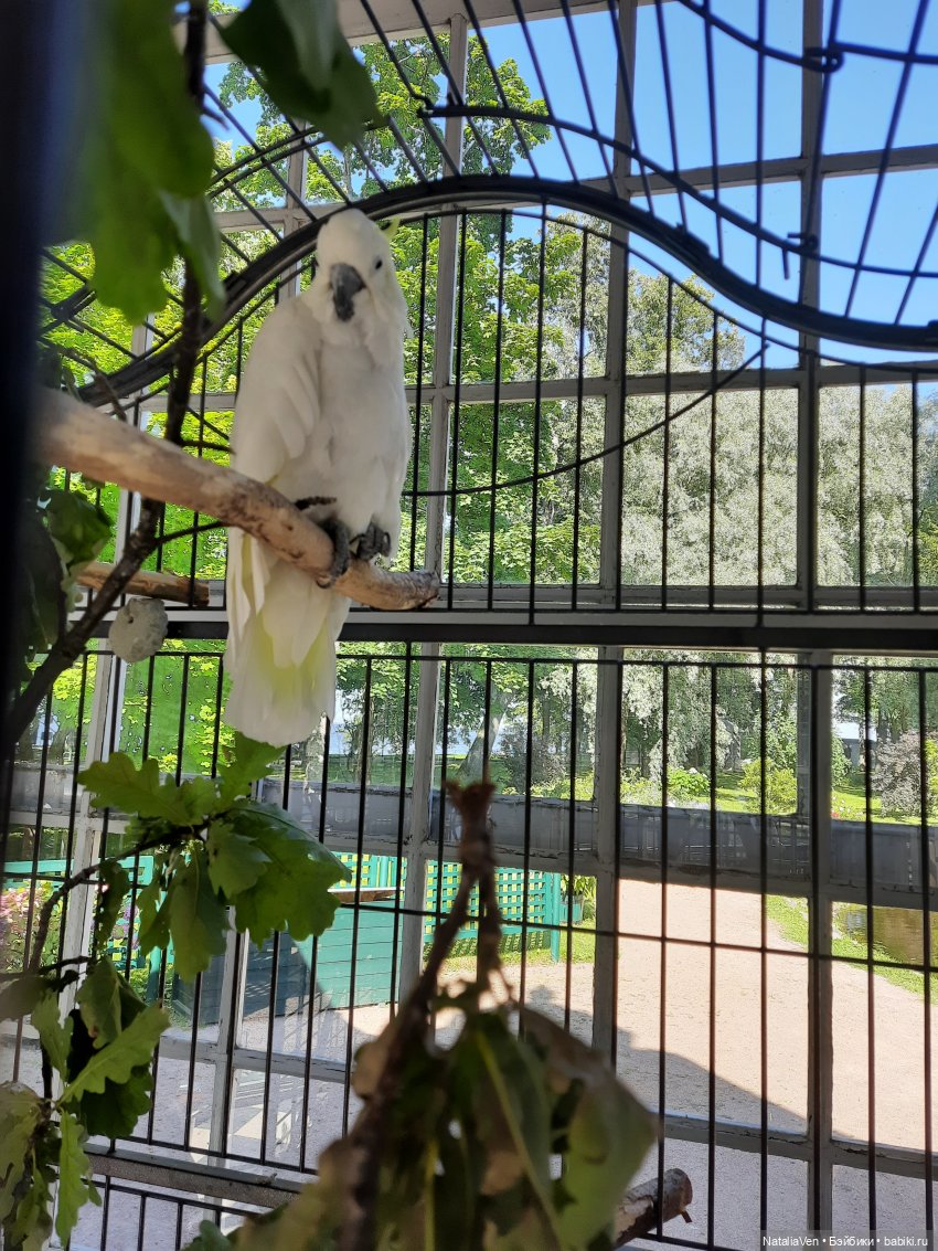 Сокровища Цвергов - Фе и всё золото Петергофа (фото 10)