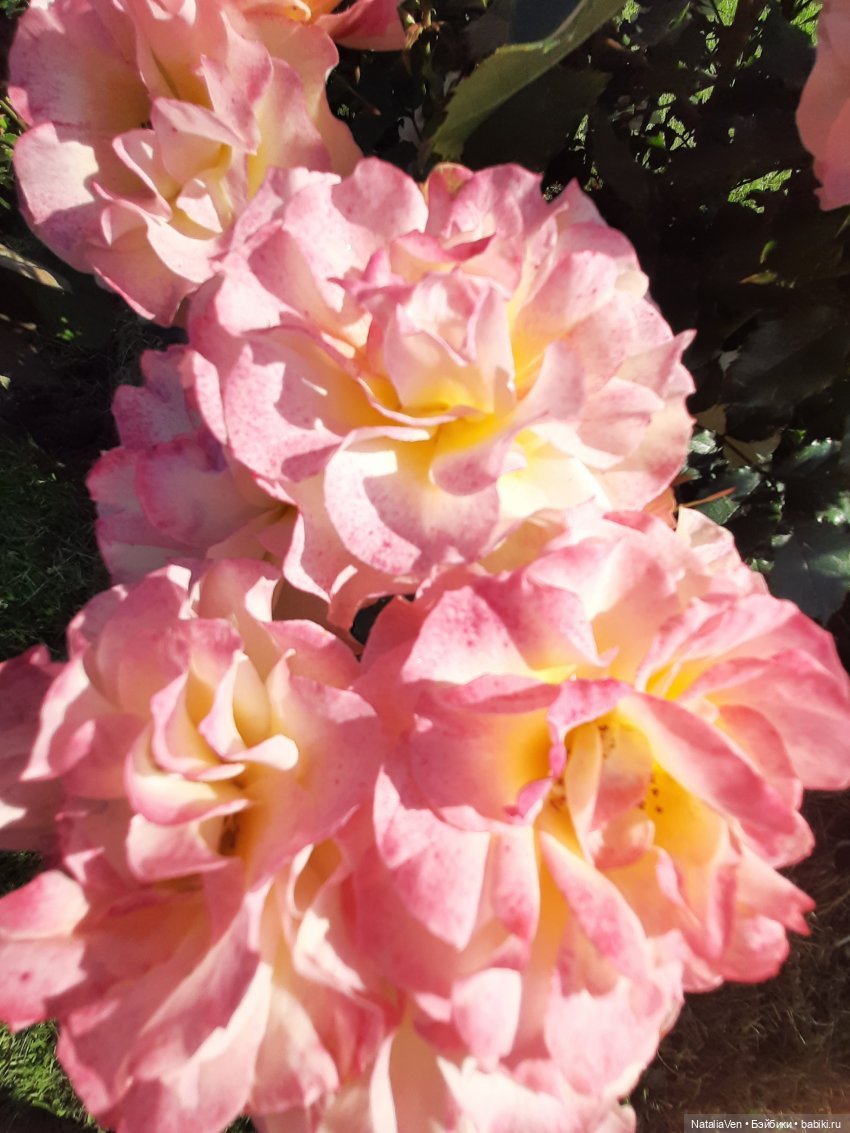 Сокровища Цвергов - Фе и всё золото Петергофа