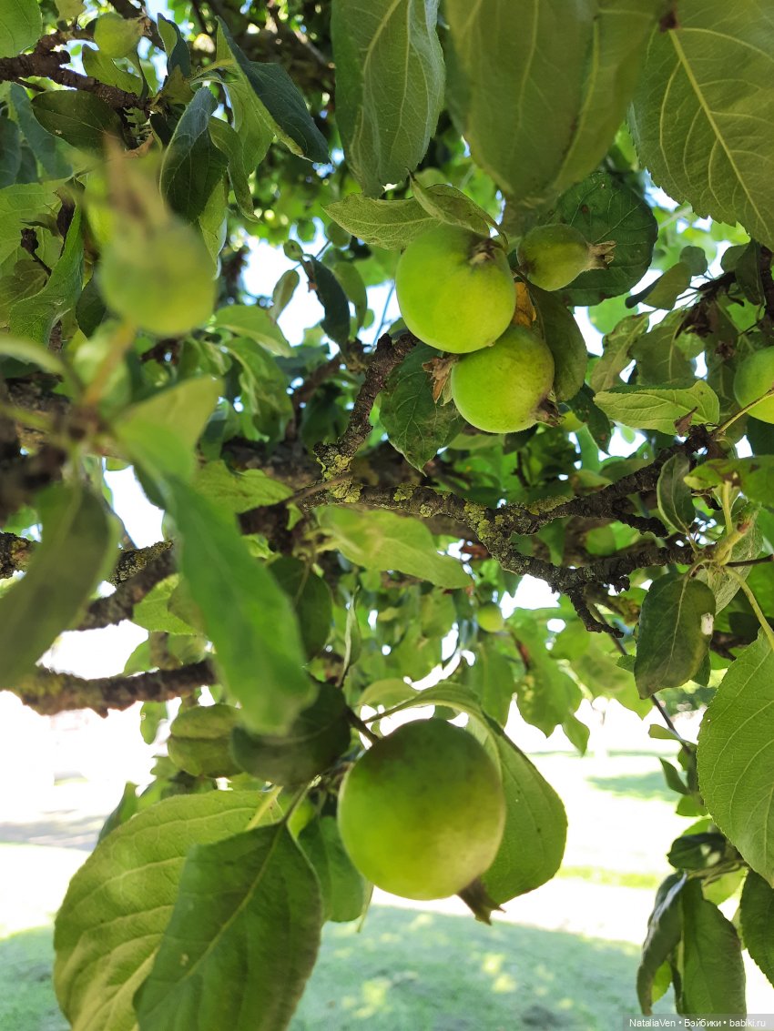 Сокровища Цвергов - Фе и всё золото Петергофа