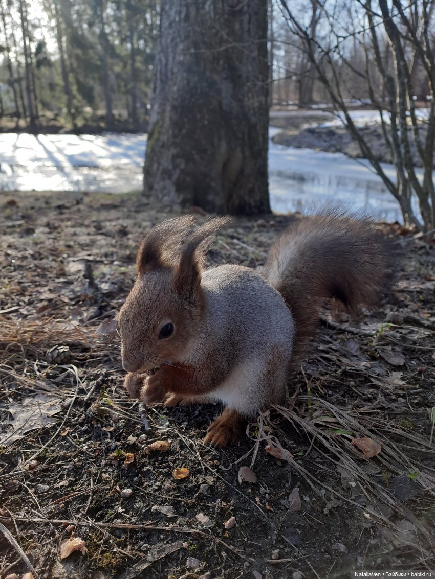 Вихтельная Весна - Марта в мартовском Пушкине