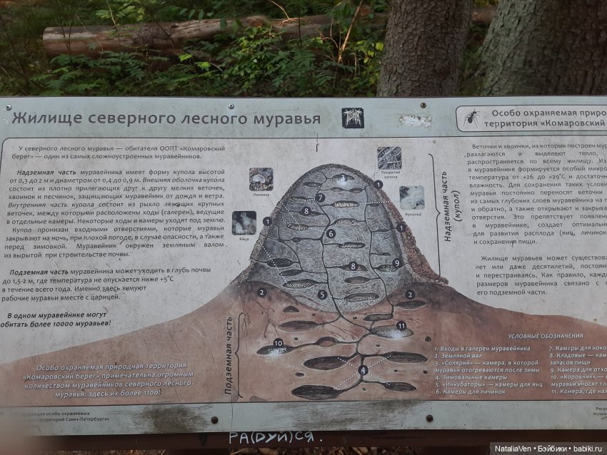 Вихтельное лето: большое путешествие Марты по побережью Финского залива, часть 1 - подвиги и приключения