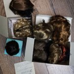 Продам парики разных размеров, в т.ч.Monique, F-Styler