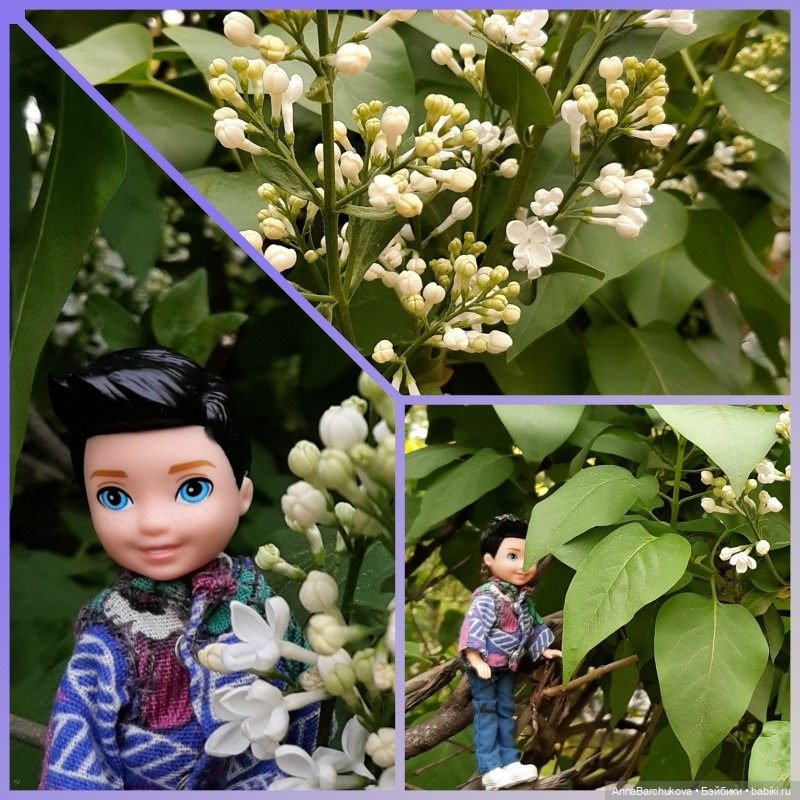 Коля на Сиреневым бульваре: сирень и многое другое (фото 3)