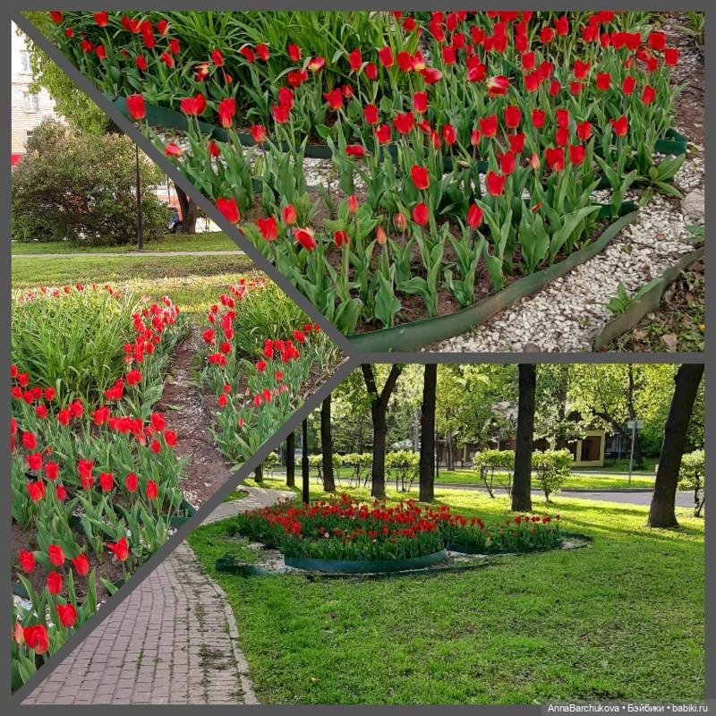 Коля на Сиреневым бульваре: сирень и многое другое (фото 5)