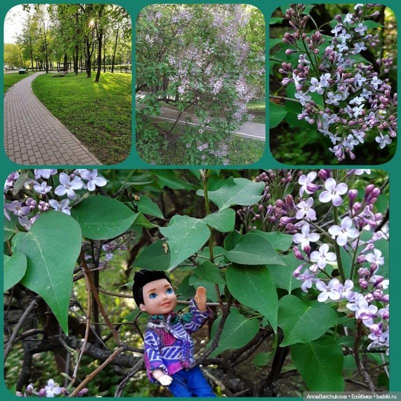 Коля на Сиреневым бульваре: сирень и многое другое