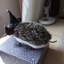 Ежик ушастый