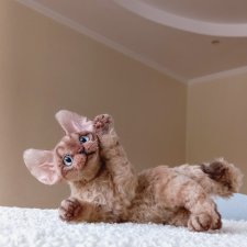 Кот - нежное и ласковое животное любящее домашний уют