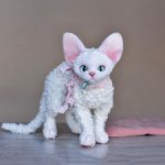 Белая кошечка Девон рекс - Кёрли.