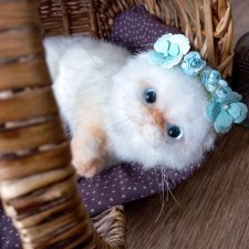 Персиковый котенок экзот Экзотическая кошка с голубыми глазами