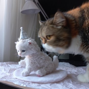 Коллекция красивые кошки и котята