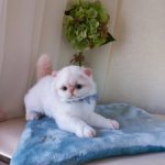 Плюшевая игрушка котенок Белый котенок Cassandra