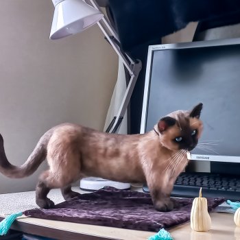 Кот манчкин  🖤