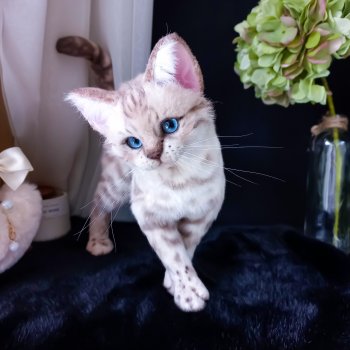 Мягкая игрушка Снежный бенгал 🐆