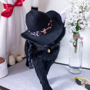 Черный кот 🖤 Сервал Бандерос